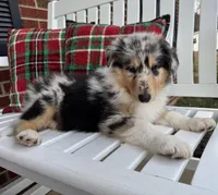 Louie, a male Collie for sale in Charleston, WV – Photo 1 of 9