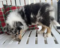 Louie, a male Collie for sale in Charleston, WV – Photo 3 of 9