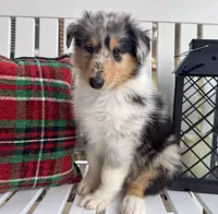 Louie, a male Collie for sale in Charleston, WV – Photo 2 of 9