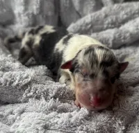 Louie, a male Collie for sale in Charleston, WV – Photo 6 of 9