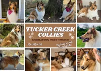 Louie, a male Collie for sale in Charleston, WV – Photo 8 of 9