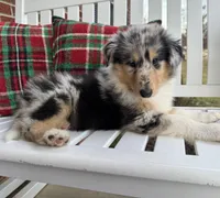 Louie, a male Collie for sale in Charleston, WV – Photo 4 of 9