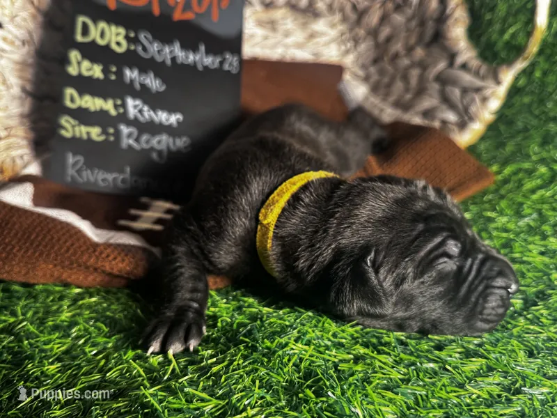 Blazer (yellow collar) male – Great Dane puppy for sale in Port Gibson, MS