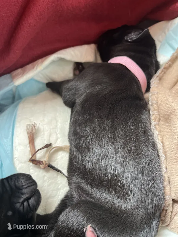 Reb (pink collar) female – Great Dane puppy for sale in Port Gibson, MS