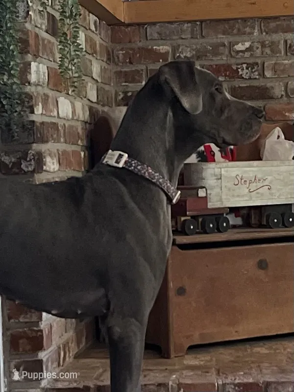 Coming soon- September 28th – Great Dane puppy for sale in Port Gibson, MS