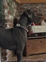 Coming soon- September 28th, a  Great Dane for sale in Port Gibson, MS – 1 of 2
