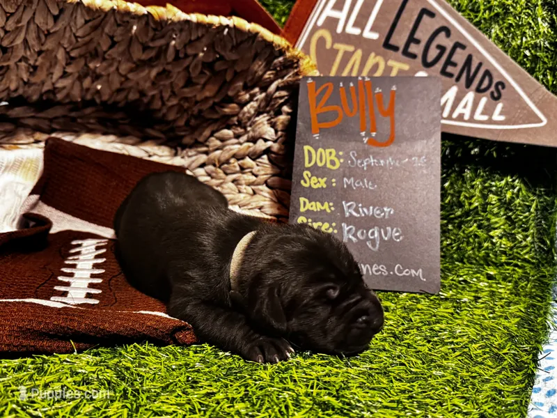 Bully (Gray collar) male – Great Dane puppy for sale in Port Gibson, MS