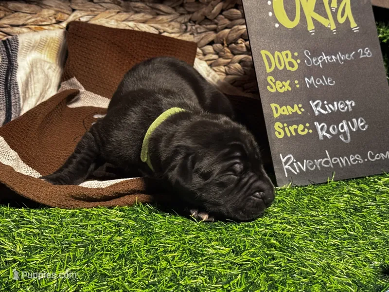 Okra (green collar) Male – Great Dane puppy for sale in Port Gibson, MS