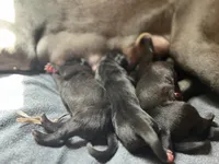 Bell (purple collar) female, a female Great Dane for sale in Port Gibson, MS – 2 of 2