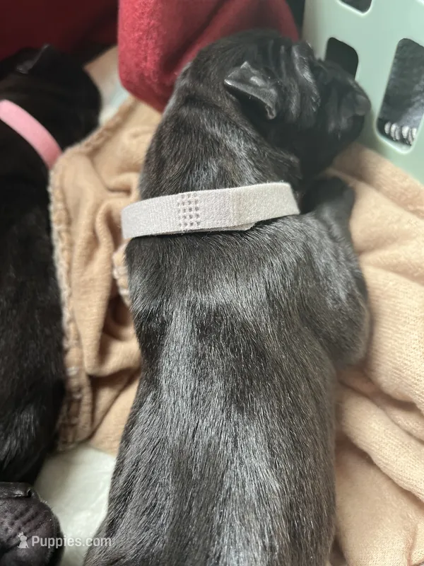Bully (Gray collar) male – Great Dane puppy for sale in Port Gibson, MS