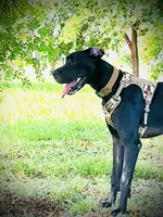 Coming soon- September 28th, a  Great Dane for sale in Port Gibson, MS – 2 of 2