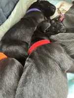 Colonel (red collar) male, a male Great Dane for sale in Port Gibson, MS – 1 of 2