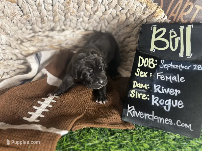 Bell (purple collar) female – Great Dane puppy for sale in Port Gibson, MS