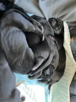 Rock (orange collar) male, a male Great Dane for sale in Port Gibson, MS – 2 of 2