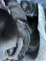 Blazer (yellow collar) male, a male Great Dane for sale in Port Gibson, MS – 3 of 3