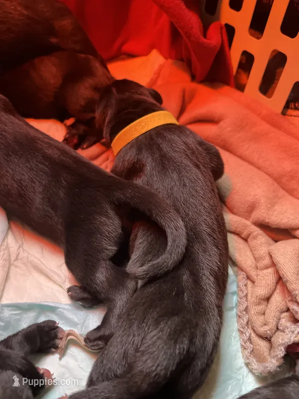Blazer (yellow collar) male – Great Dane puppy for sale in Port Gibson, MS