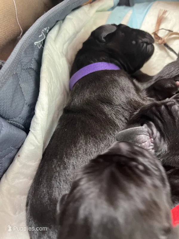 Bell (purple collar) female – Great Dane puppy for sale in Port Gibson, MS