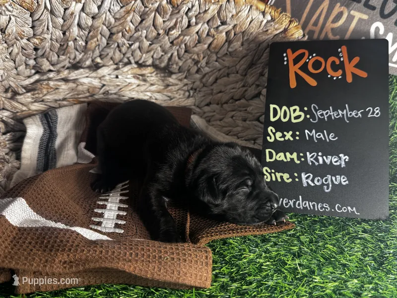 Rock (orange collar) male – Great Dane puppy for sale in Port Gibson, MS