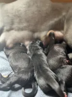 Okra (green collar) Male, a male Great Dane for sale in Port Gibson, MS – 2 of 2