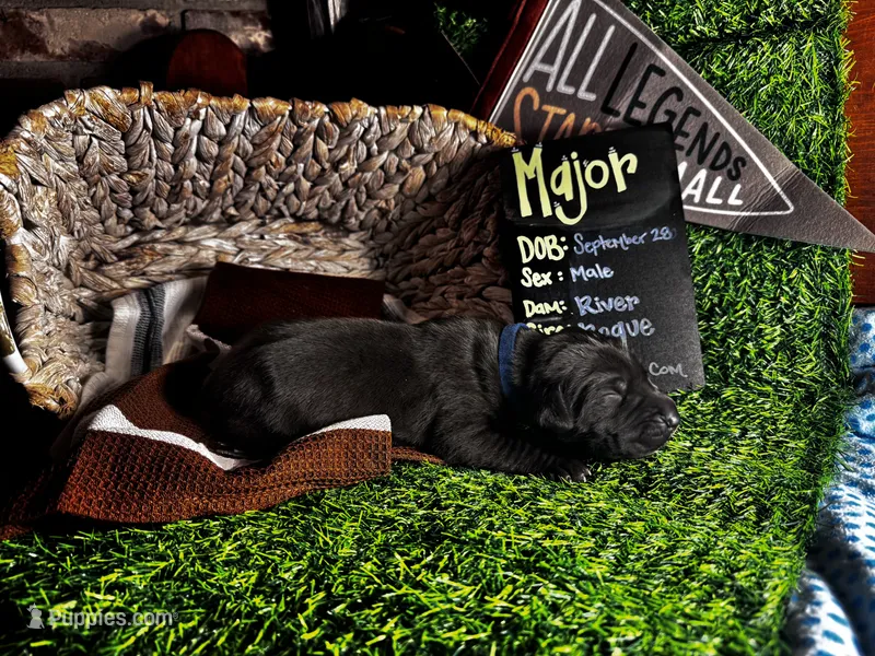 Major (Blue collar) male – Great Dane puppy for sale in Port Gibson, MS
