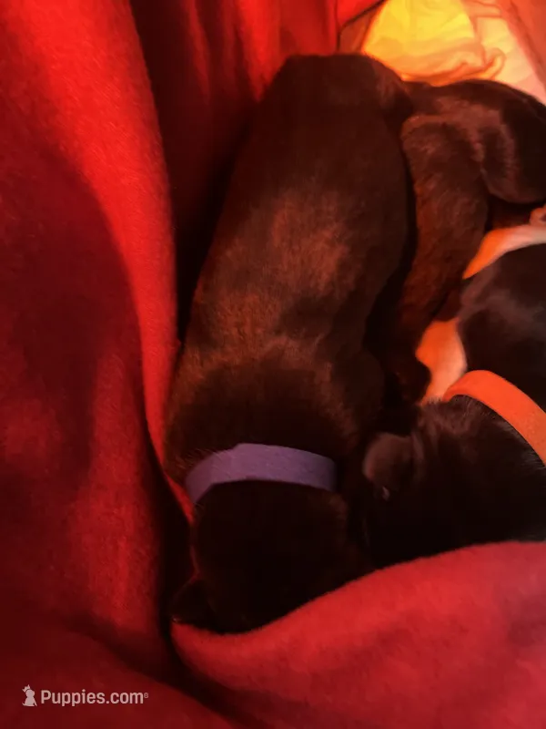 Major (Blue collar) male – Great Dane puppy for sale in Port Gibson, MS