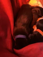Major (Blue collar) male, a male Great Dane for sale in Port Gibson, MS – 1 of 2