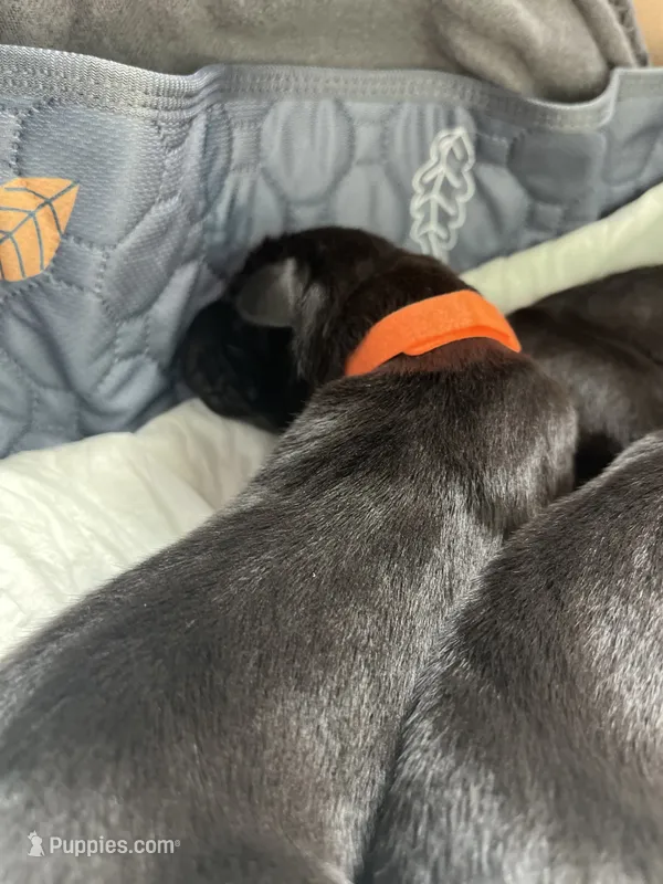 Rock (orange collar) male – Great Dane puppy for sale in Port Gibson, MS