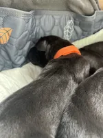 Rock (orange collar) male, a male Great Dane for sale in Port Gibson, MS – 1 of 2