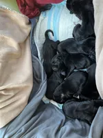 Blazer (yellow collar) male, a male Great Dane for sale in Port Gibson, MS – 2 of 3