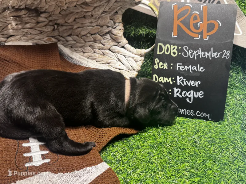 Reb (pink collar) female – Great Dane puppy for sale in Port Gibson, MS