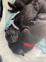 Colonel (red collar) male, a male Great Dane for sale in Port Gibson, MS – 2 of 2