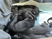 Reb (pink collar) female, a female Great Dane for sale in Port Gibson, MS – 2 of 2