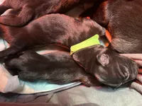 Okra (green collar) Male, a male Great Dane for sale in Port Gibson, MS – 1 of 2
