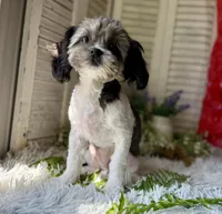 Percy, a male Shihpoo for sale in Bloomfield, IA – 4 of 4