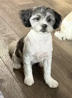 Lon, a male Shihpoo for sale in Bloomfield, IA – 3 of 3