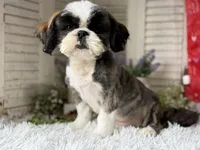 Cupid, a male Shih Tzu for sale in Bloomfield, IA – 3 of 5
