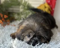 Blaz, a male Shih Tzu for sale in Bloomfield, IA – 2 of 6
