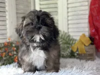 Yuma, a male Shih Tzu for sale in Bloomfield, IA – 4 of 6