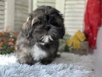 Yuma, a male Shih Tzu for sale in Bloomfield, IA – 2 of 6