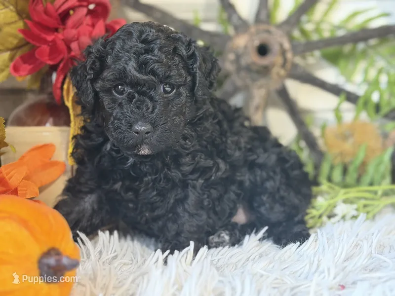 Charlie – Poodle - Miniature  puppy for sale in Bloomfield, IA