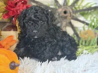 Charlie, a male Poodle - Miniature  for sale in Bloomfield, IA – 1 of 9
