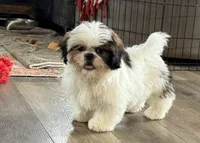 Chopper, a male Shih Tzu for sale in Bloomfield, IA – 2 of 4