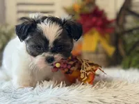 Becky, a female Shih Tzu for sale in Bloomfield, IA – 8 of 10