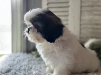 Chopper, a male Shih Tzu for sale in Bloomfield, IA – 2 of 7