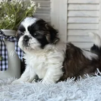 Ellen, a female Shih Tzu for sale in Bloomfield, IA – Photo 3 of 6