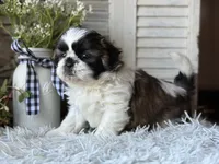 Ellen, a female Shih Tzu for sale in Bloomfield, IA – Photo 3 of 6