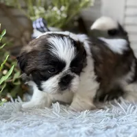 Ellen, a female Shih Tzu for sale in Bloomfield, IA – Photo 4 of 6