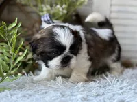 Ellen, a female Shih Tzu for sale in Bloomfield, IA – Photo 4 of 6