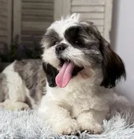 Ellen, a female Shih Tzu for sale in Bloomfield, IA – 3 of 9