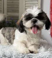 Ellen, a female Shih Tzu for sale in Bloomfield, IA – 2 of 9